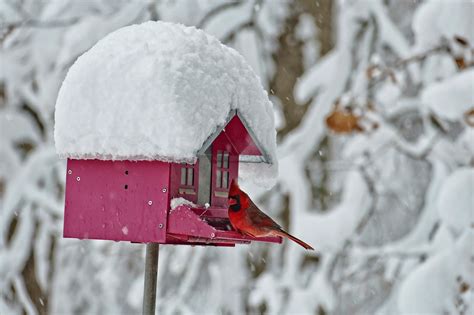 90+ Free Winter Cardinals & Cardinal Images - Pixabay