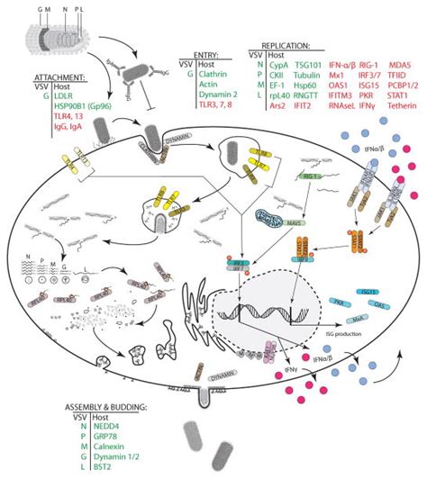 Understanding And Altering Cell Tropism Of Vesicular Stomatitis Virus Abstract Europe Pmc