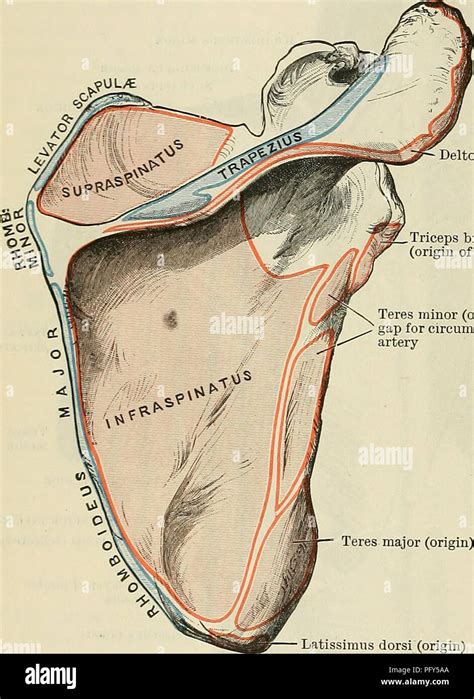 Cunningham S Text Book Of Anatomy Anatomy 368 The Musculab System Deltoid Origin Triceps