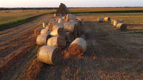 Muitas Palhas De Trigo Seco Torcidas Em Fardos Rolantes No Campo