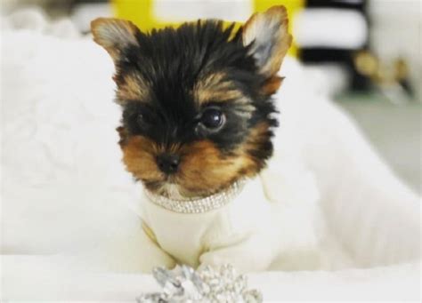 Cudowna Dziewczynka Yorkshire Terrier Miniaturka Wroc Aw Stare Miasto