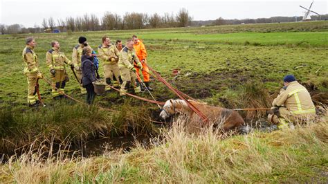 Brandweer Heeft Zware Klus Aan Redding Paard Uit Sloot In Haren Oog