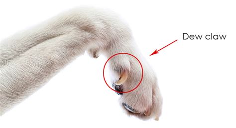 Purpose Of The Dew Claw Pawversity