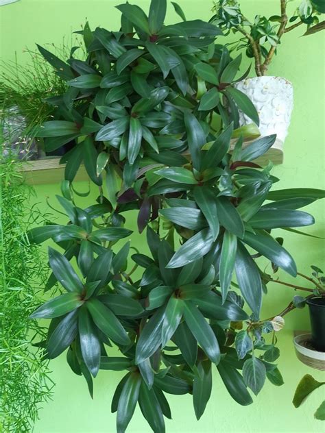 Вазони кімнатні вічнозелені,монстера та інші: 55 грн. - Кімнатні ...