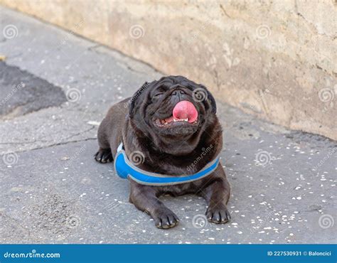 Black Pug Tongue Out Stock Image Image Of Adorable 227530931