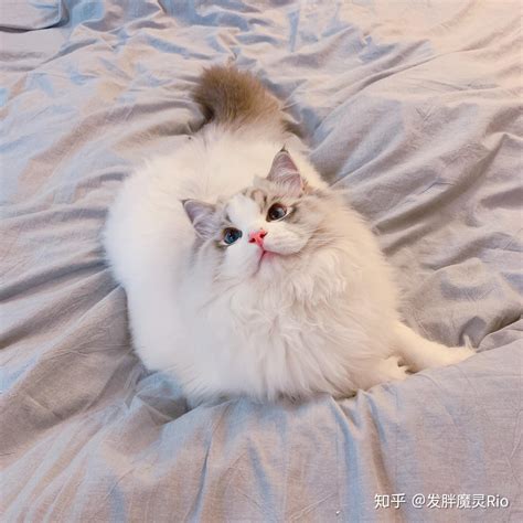 你们的布偶猫都是多少钱买的 知乎