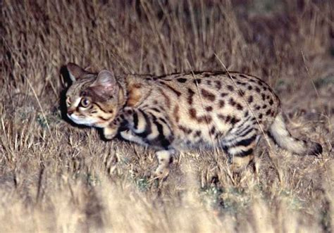 Black-footed Cat Hunting & Diet - International Society for Endangered ...