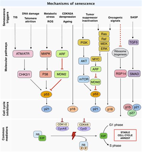 Signalling Pathways Of Senescence Induction In Cancer DNA Damage And