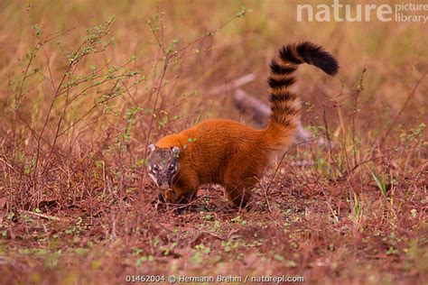 Stock Photo Of South American Coati Nasua Nasua Pantanal Brazil