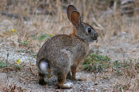 Brush Rabbit Facts, Distribution, Habitat, Diet and Pictures