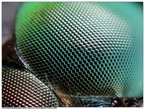 entomology - Why exactly are the reflections of sunlight in this ...