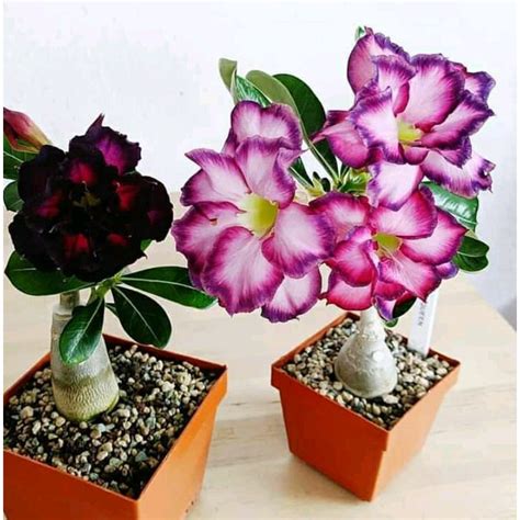 Jual Paket 2 Bibit Tanaman Hias Bunga Adenium Bibit Bunga Adenium