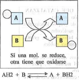 Clasificaci N De Las Enzimas Mind Map