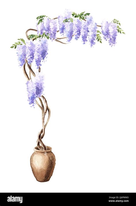 Wisteria Blossom Tree Hand Drawn Watercolor Illustration Isolated On