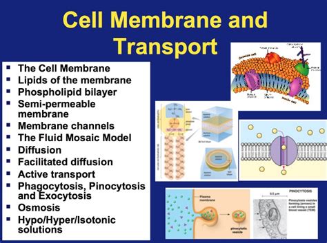 Cell Membrane and Transport - Teach With Fergy