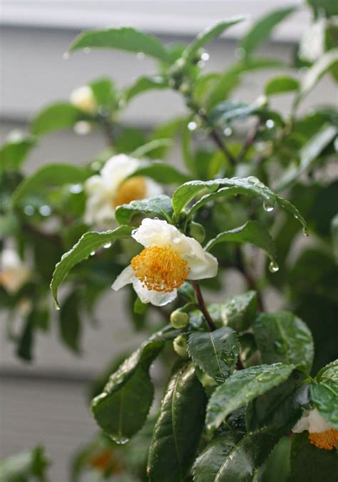 Stephs Cup Of Tea Camellia Sinensis With Effusive Blossoms