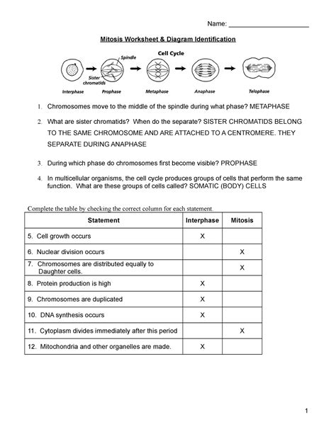 Mitosisworksheet Key Cq Ob Name Mitosis Worksheet