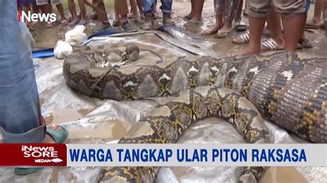 Geger Warga Padang Tangkap Ular Piton Raksasa Sepanjang Meter