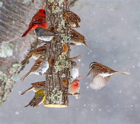 12 Top Winter Bird Feeding Tips - Birds and Blooms