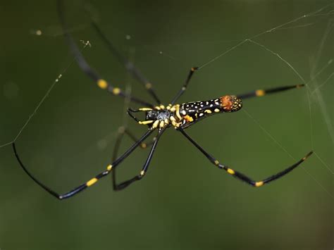 Have Joro Spiders Arrived In Nj Tracking These Giant Web Spinners