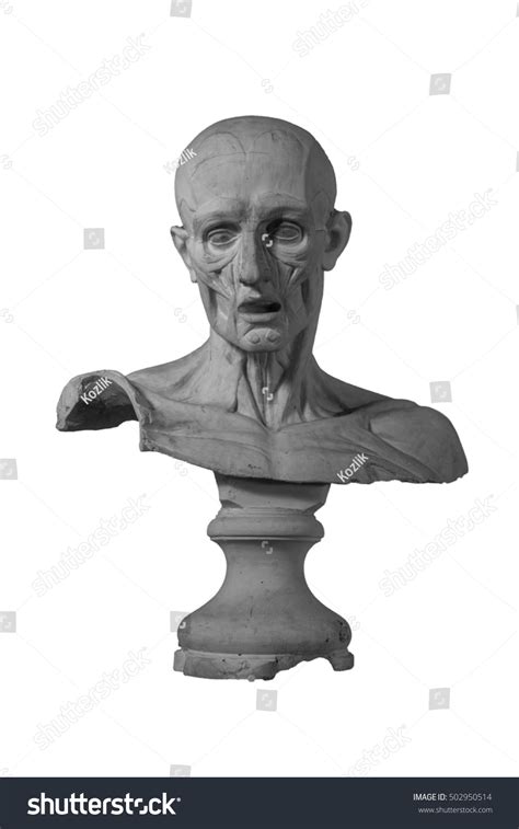 Plaster Statue Naked Man Anatomically Shaped Stock Photo 502950514 Shutterstock