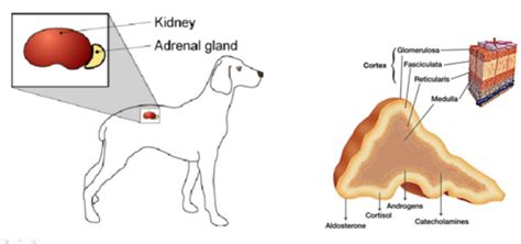 Endocrinology The Adrenal Glands Flashcards Quizlet