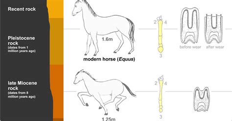 Paleo And Geo Topics Comments By R L Squires Eohippus One Of The