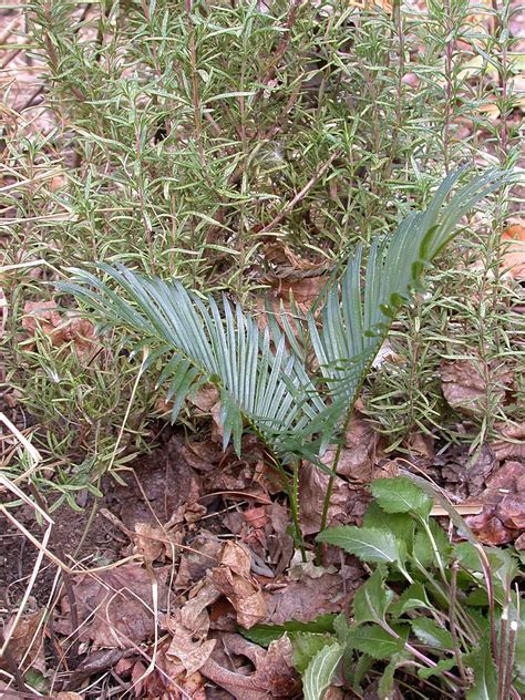 Cycas Panzhihuaensis John Boggan Flickr