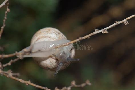 White garden snail. stock photo. Image of italian, fuerteventura - 135457330