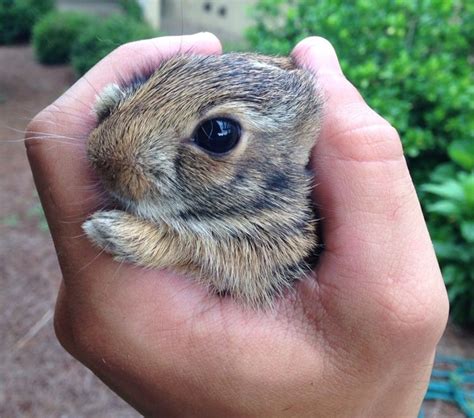 20 Baby Animal Facts That Make Us Want to Thank Mother Earth for All the Smiles / Bright Side