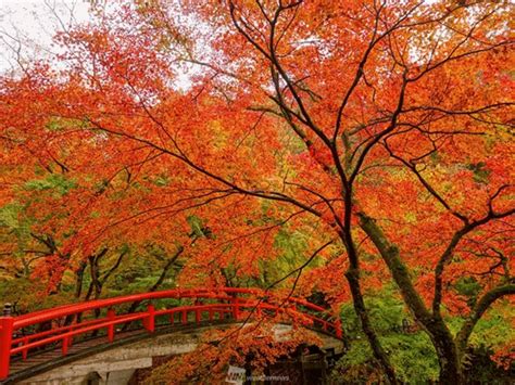 日本の秋は美しい 紅葉ビフォーアフター第1弾 ウェザーニュース