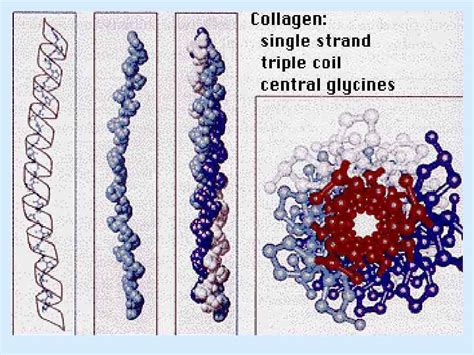 BIOCHEMISTRY OF EXTRACELLULAR MATRIX Collagen structure