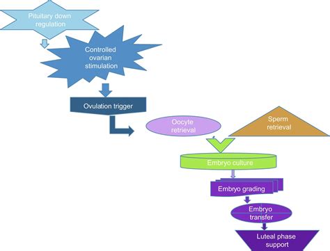 Complex Adoption And Assisted Reproductive Technology A Developmental Approach To Clinical Practice
