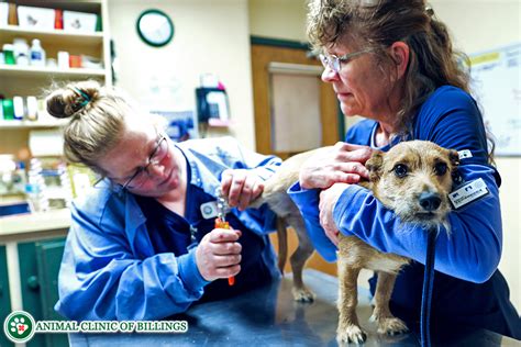 Pet Grooming And Boarding Animal Clinic Of Billings Billings Mt