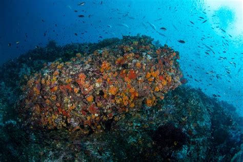 Buntes Korallenriff Und Masse Von Fisch In Einem Tropischen Meer