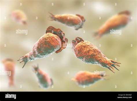 Cerveau Manger Amibe Naegleria Fowleri Des Protozoaires Dans Trophozite