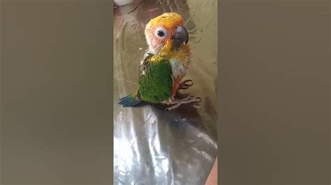 Sun Conure Chick Sitting On The Tabletamed Parrotchicks Youtube