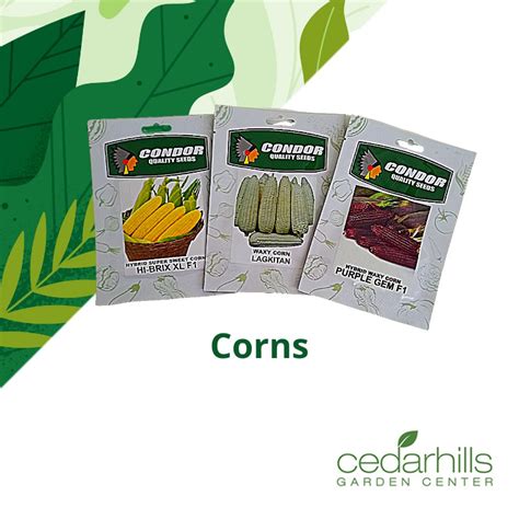 Condor Seeds By Cedarhills Corn Seeds Sweet Corn Waxy Corn Purple