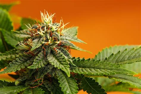 What Are The Best Cannabis Strains In Oregon