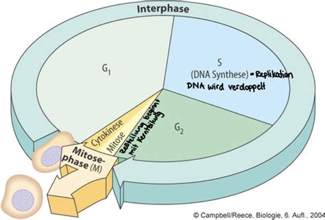 9 Vermehrung Und Entwicklung Mitose Flashcards Quizlet