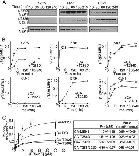 Protein Kinases Exhibit Different Site Specificities And Download Scientific Diagram