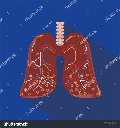 Human Lung Anatomy Diagram Stock Vector (Royalty Free) 524860873 ...