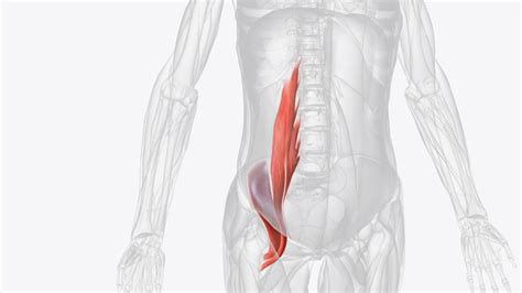 Premium Photo The Iliopsoas Muscle Refers To The Joined Psoas Major