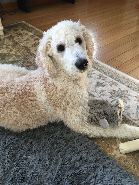 Cream Poodle Puppy