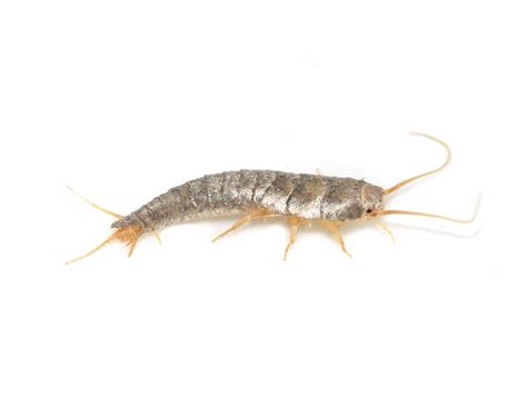 Silverfish (Fish Moth) Pest Control East London | Residential ...