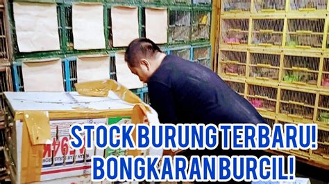 Stock Burung Terbaru Bongkaran Burcil Kios Baltaqi Pasar Burung