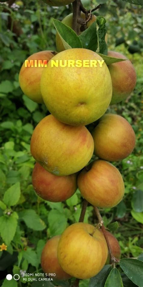 Full Sun Exposure BALL SUNDARI BER At Rs 40 Plant In Kolkata ID