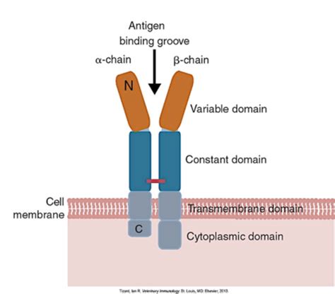 Immunology Exam 2 Flashcards Quizlet