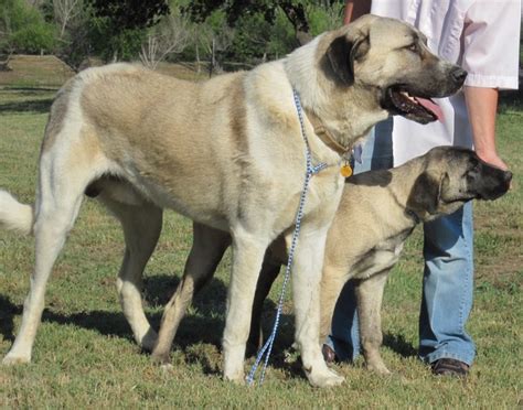 Anatolian Shepherd Dog Info, History, Temperament, Training, Puppy, Pictures