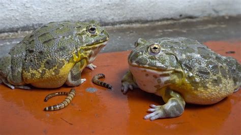 Two African Bullfrog Eating A Lot Of Worm Youtube